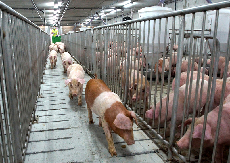 Taiwan set to become Asia’s first country free of three major swine diseases
