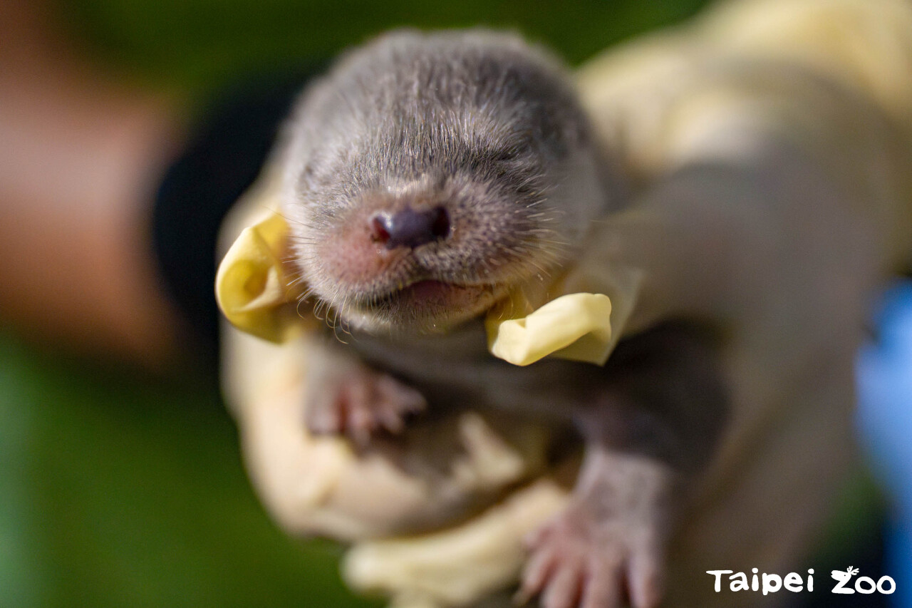 Otter conference in Kinmen | Ep47