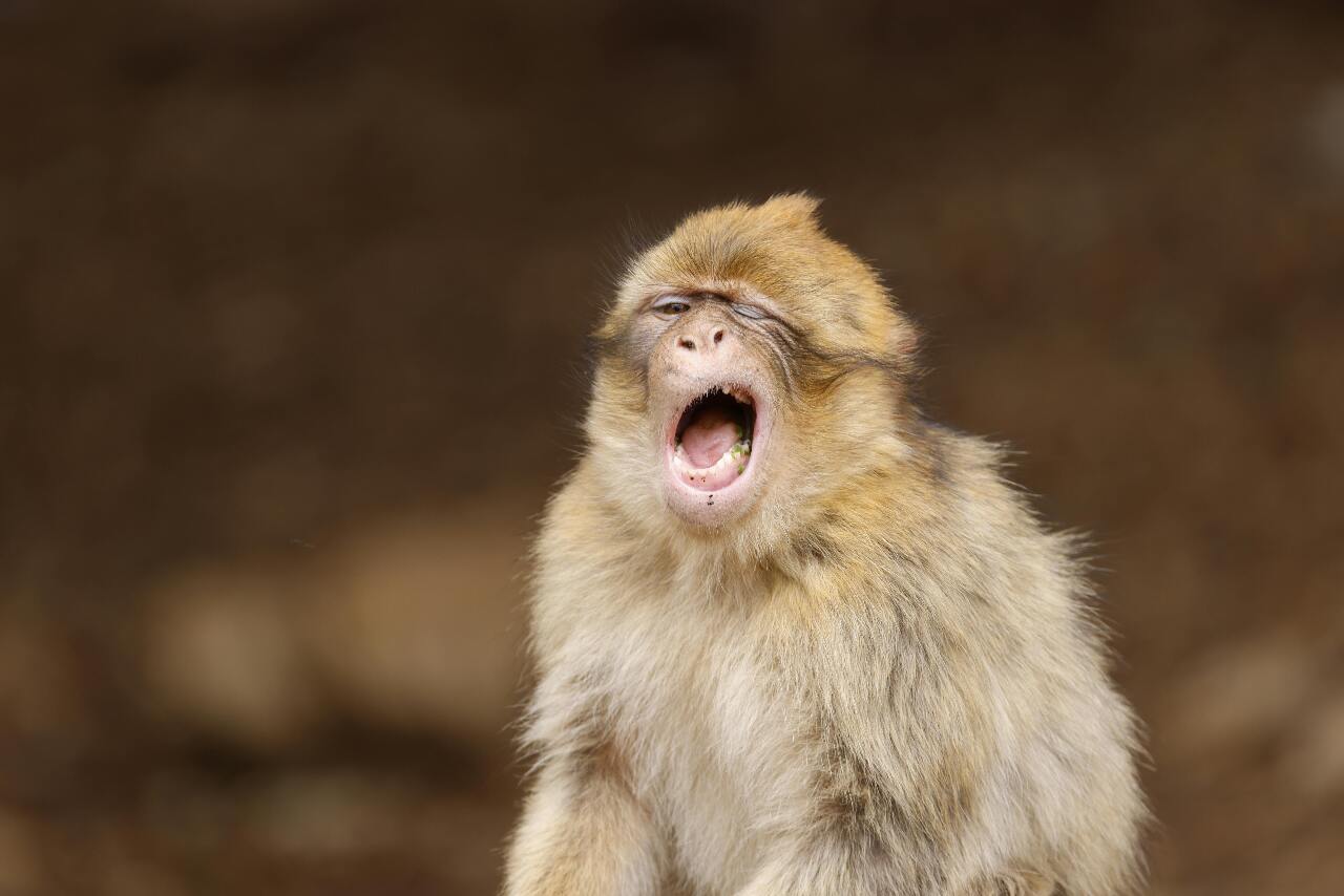 What does contagious yawning mean in people and other primates? | Ep48